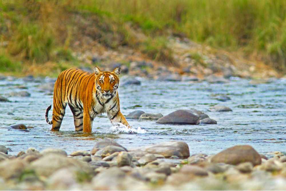 Den of Tigers - Jim Corbett Adventures