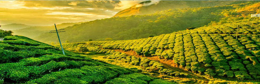 Misty Munnar Tour Package